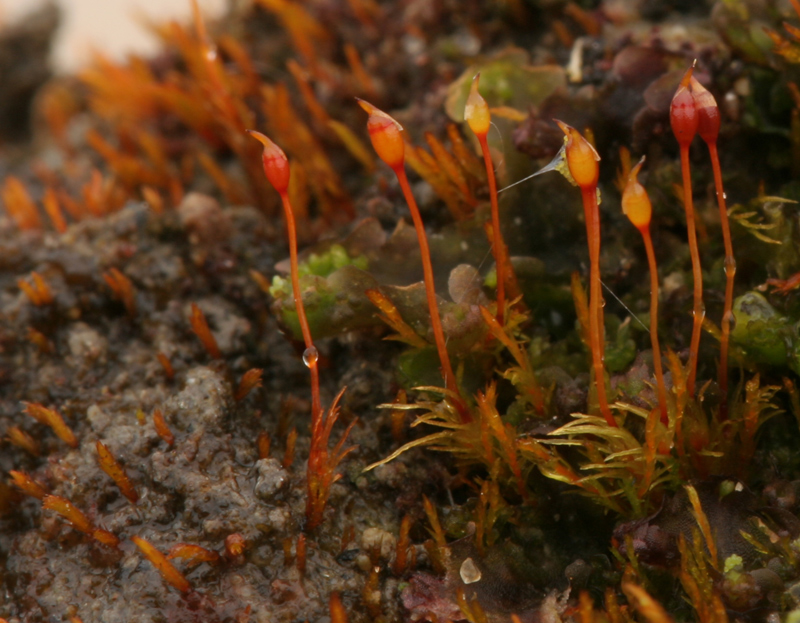 Dicranella rufescens